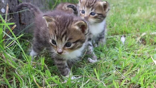 chaton tigr&eacute; dans de l'herbe