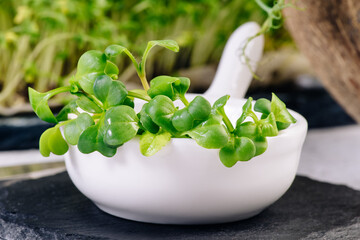Fresh micro greens at white background . healthy salad. Eating right. Healthy eating concept of...
