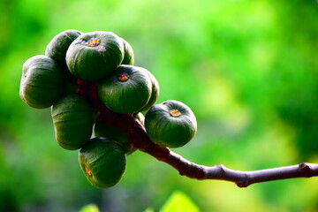 Lots of figs in a fig tree, green figs with blurred green background