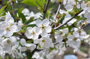 Fototapeta premium Spring cherry blossom