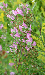 Fototapeta premium In nature, ononis spinosa grows among grasses