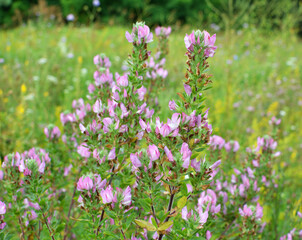 Fototapeta premium In nature, ononis spinosa grows among grasses