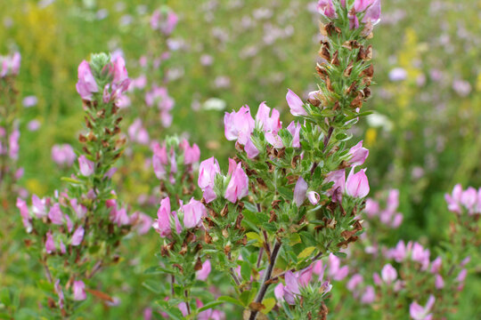 In nature, ononis spinosa grows among grasses