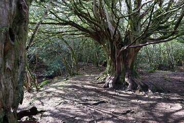 beautiful forest of trees rivers waterfalls water green moss moisture