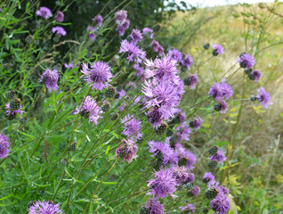 Cornflower (Centaurea scabiosa) blooms among herbs