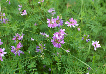 Obraz premium In nature, Securigera varia grows in herbs