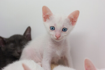 White kittens with blue eyes with white background