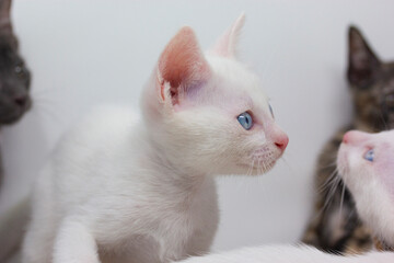 Obraz premium White kittens with blue eyes with white background
