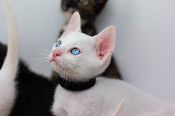 White kittens with blue eyes with white background