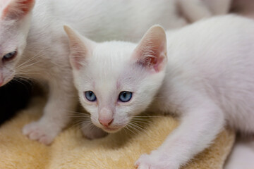 Fototapeta na wymiar White kittens with blue eyes with white background