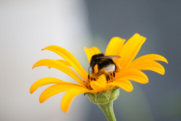 Beautiful furry bumblebee collects nectar on yellow flower