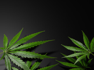 Marijuana leaves, cannabis on a dark background, beautiful background, indoor cultivation, 3D render