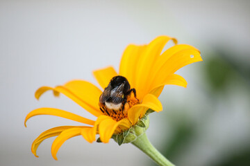 Small striped bumblebee collecting pollen on yellow flower on blurred background