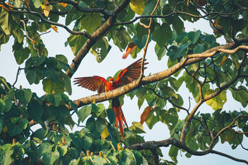scarlet macaw Ara macao is a large red, yellow, and blue Central and South American parrot © Ji