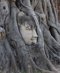 Ayutthaya: Buddha im Banyan Tree