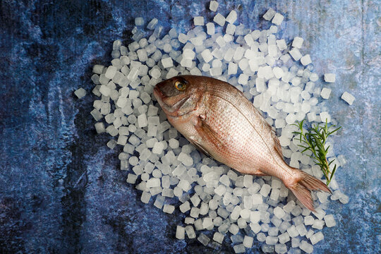 fresh raw pagro or porgy, pargo rosado on the blue background and ice, lemon, spices, top view, healthy fish