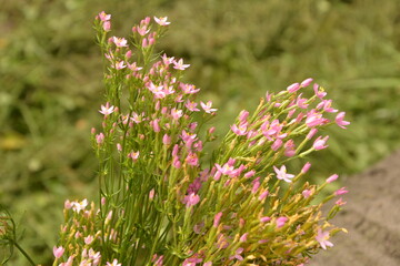 Common Centaury Flowers.Common Centaury - Centaurium erythraea.