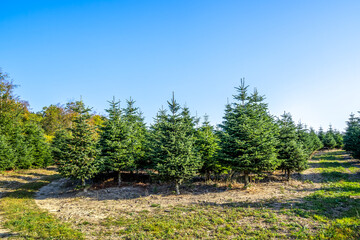 Weihnachtsbäume auf einer Plantage für den Verkauf, Sauerland, Deutschland 