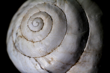 Macro photography of white snail shell