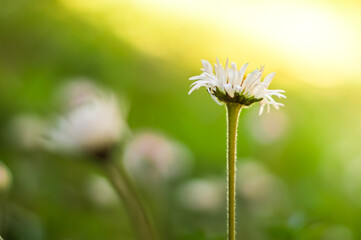 Field white daisies in spring sunlight.Flowering.Blooming chamomile.