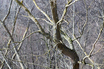 A tree in background of forest in early spring