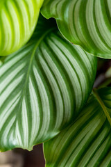 Calathea plant. Green leaf nature concept tropical background pattern texture in high resolution