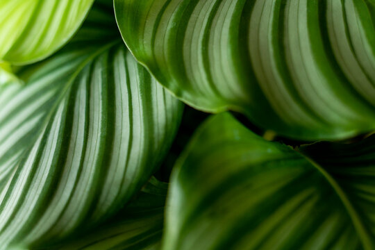 Calathea plant. Green leaf nature concept tropical background pattern texture in high resolution