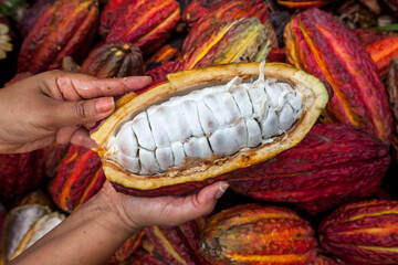 Cacao Putumayo