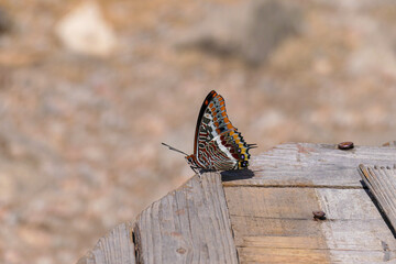 beautiful butterfly on rustic wood