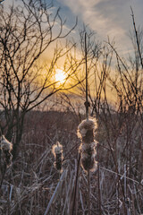 Cattails in winter sunset.