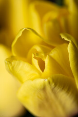 Fototapeta na wymiar Yellow tulip flower in bloom close up still on a yellow flower bouquet