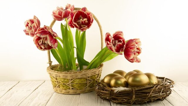 Beautiful bouquet of red tulips flowers in a basket and with Easter golden eggs in the nest on a white wooden background. Timelapse of red tulip flowers opening. Springtime. Easter concept. Holiday