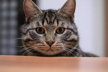 portrait of a gray tabby european domestic cat