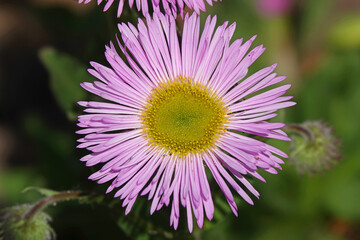 Fototapeta premium Erigeron daisy isolated against a green background