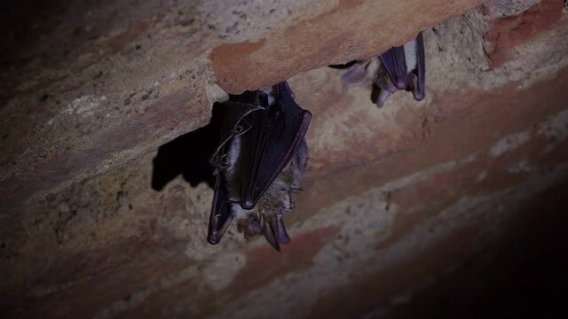 Close up strange animal Greater mouse-eared bat (Myotis) hanging upside down on top of cold brick arched cellar awakened drinking by licking wing water drops after hibernating. Creative wildlife take
