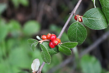 Closeup of ripe red buffaloberries on a shrub branch