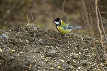 great tit in the wild