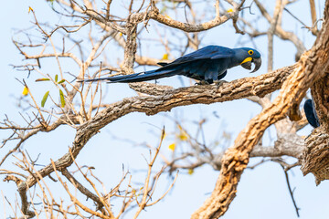 The Hyacinth macaw (Anodorhynchus hyacinthinus)