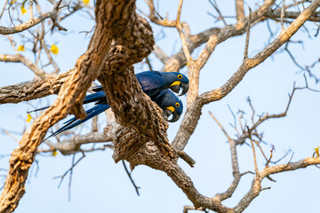 The Hyacinth macaw (Anodorhynchus hyacinthinus)