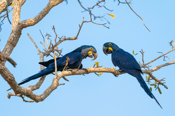 The Hyacinth macaw (Anodorhynchus hyacinthinus)