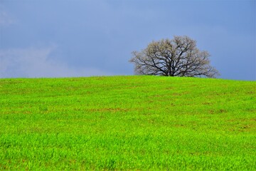 Green field in spring and a huge oak tree