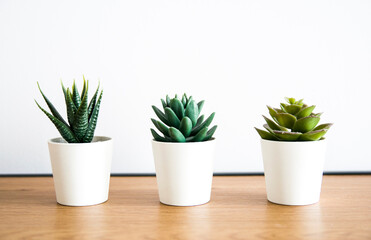 houseplants, three small cacti in white pots, wooden table and white background
