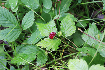 Tiny dwarf wild raspberries grow on the forest floor