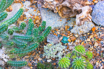 Flowering succulents and cacti in a tropical botanical garden, greenhouse, hothouse. Composition of succulents, cacti, stones and snags, top view, flatly. Rock Garden. Cinematic filter.