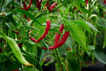 Chili pepper, hot pepper plant  - obrazy, fototapety, plakaty