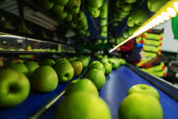 Green delicious apples on packing line at fruit warehouse. Food industry.