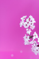 Beautiful, elegant plum blossomed branch over pink background.