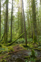 Mossy forest trail on Cortes Island BC