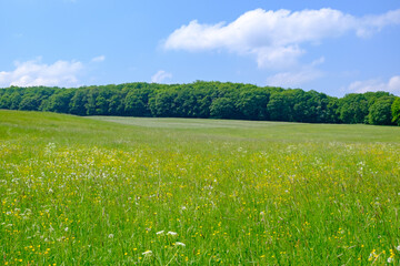 Grassy meadows - 421912806