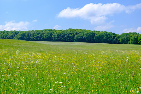 Grassy meadows